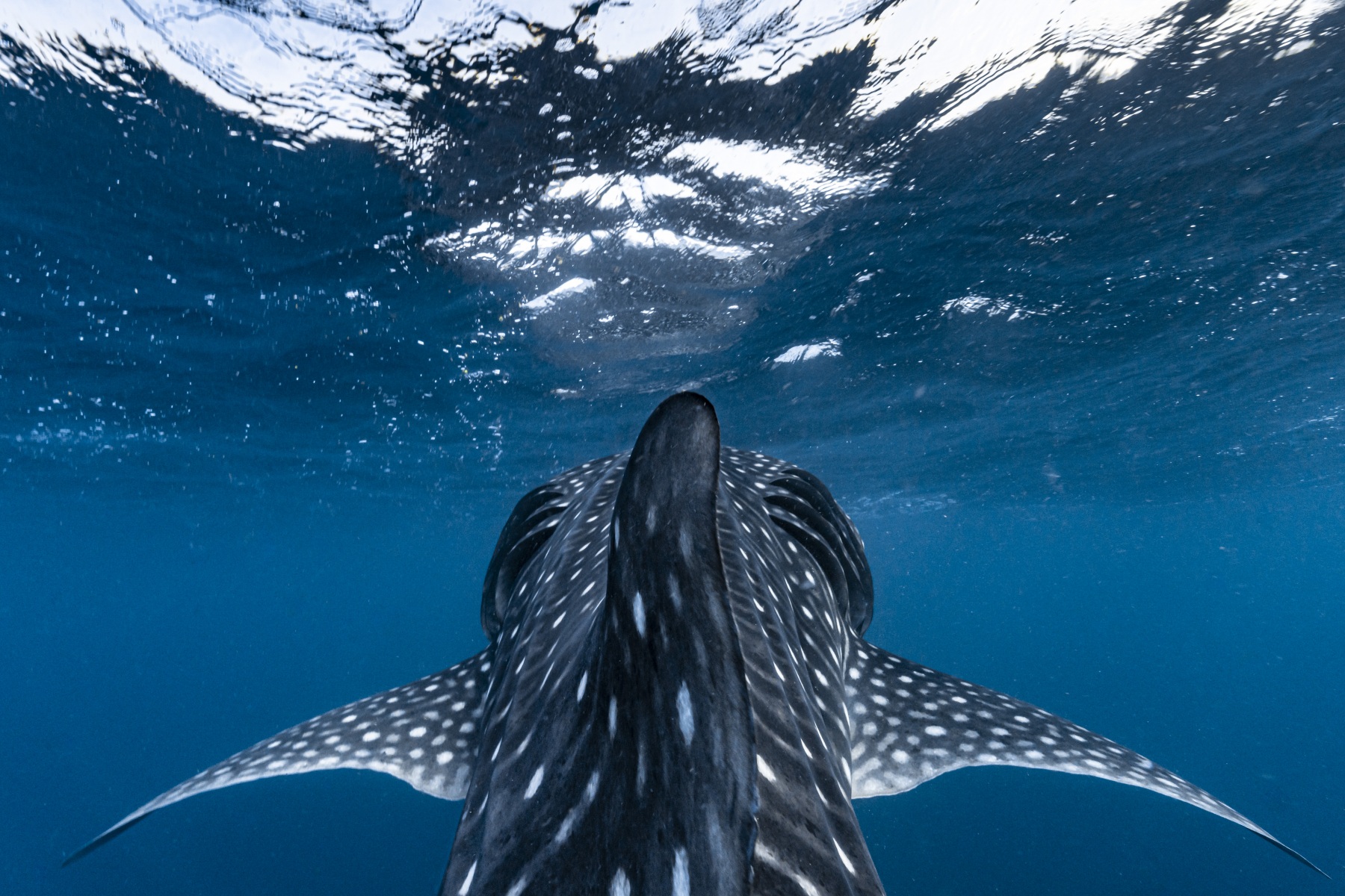 Requins-baleines - Indian Ocean - Djibouti - Gulf of Tadjoura. Golfe de Tadjoura.